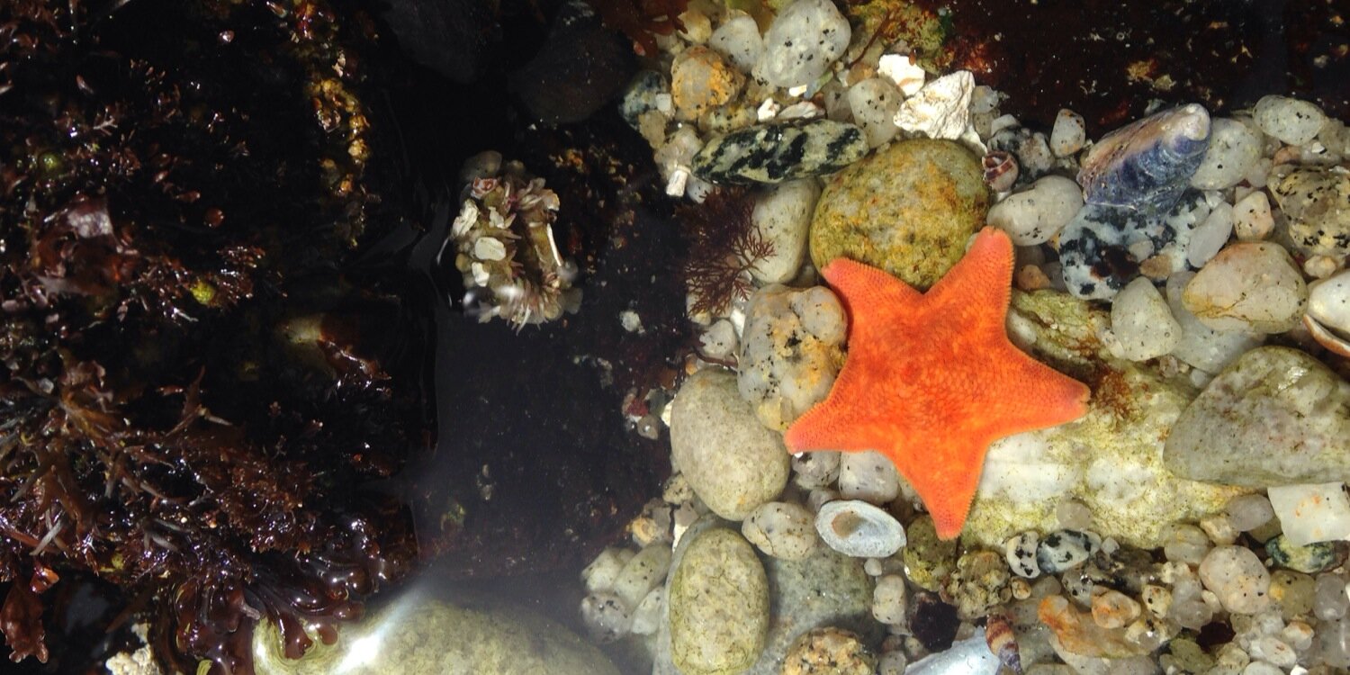 Alison Feddes banner