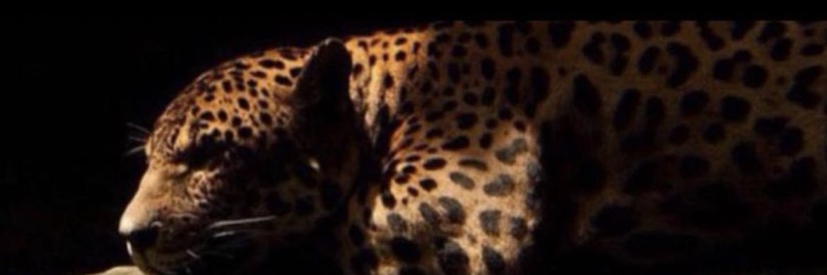 Xfoody's profile banner image