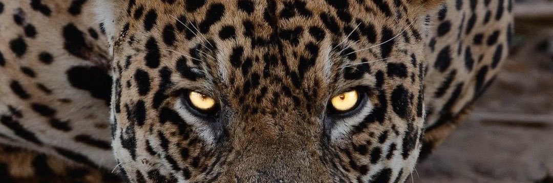 isaisablle's profile banner image