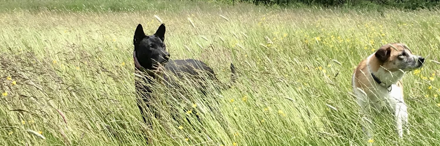 Heather Bacon banner