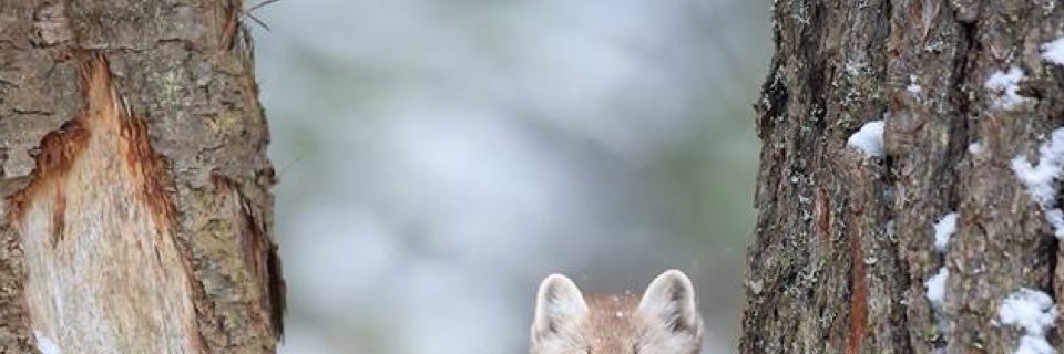 triplearroba's profile banner image