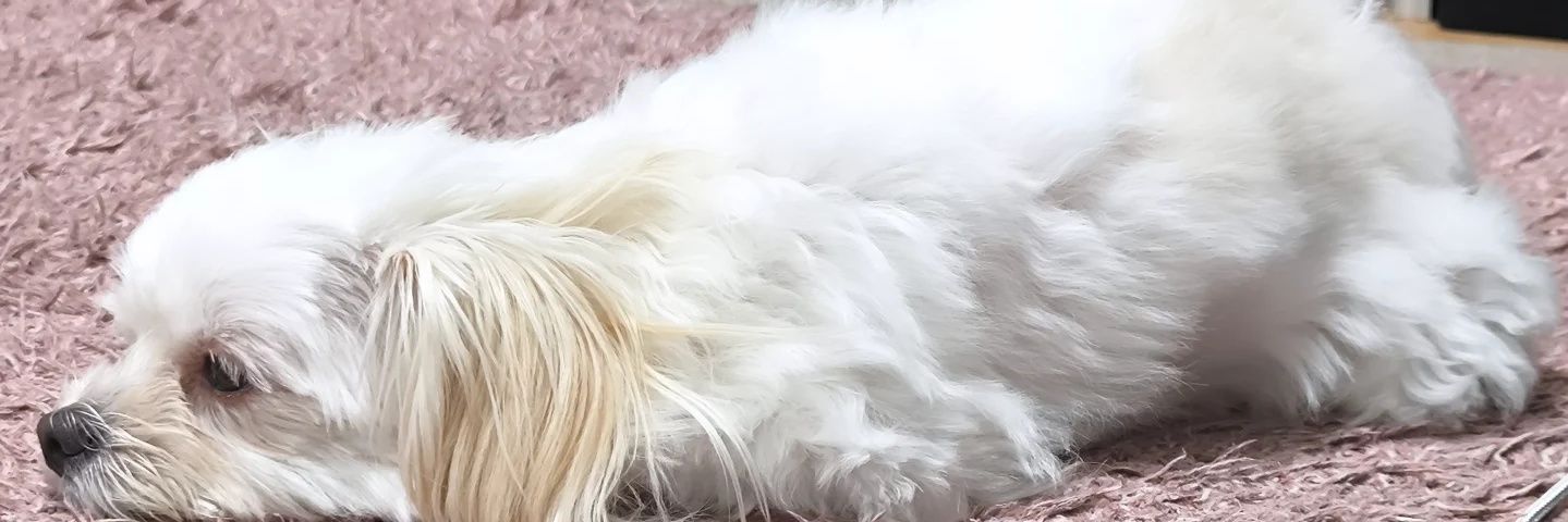 ひでぴょん banner