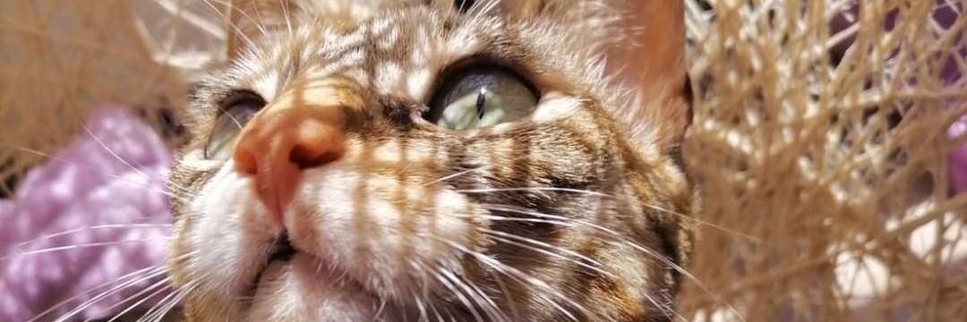 FARF_06's profile banner image