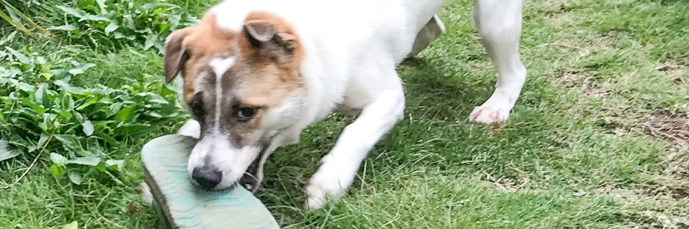 メメ(・-・メ)🍆⛵️🍙と犬🐶🌈 banner