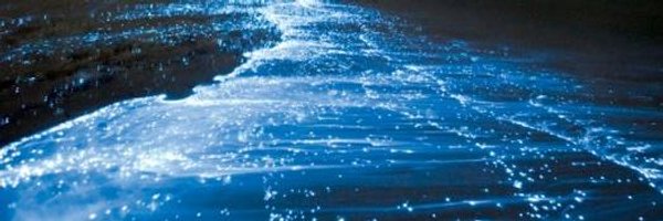 AwallenmeyerAnn Profile Banner