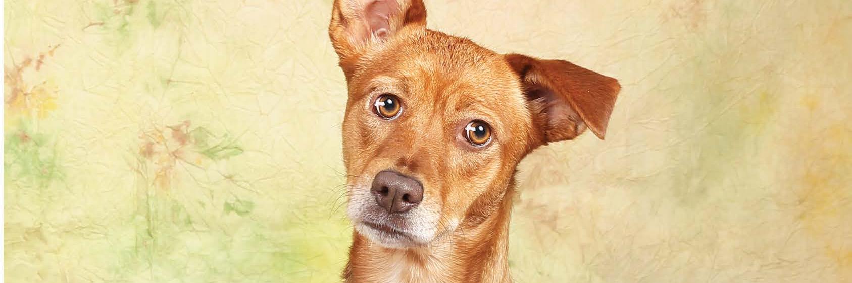 Save One Soul ARL banner