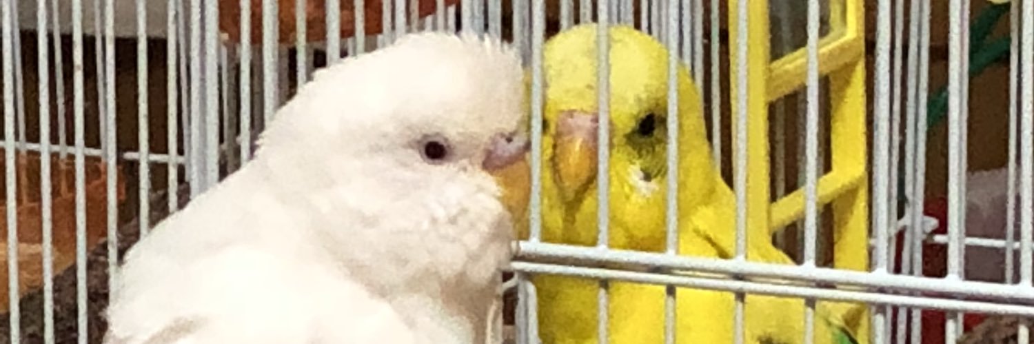 amimanzou's profile banner image