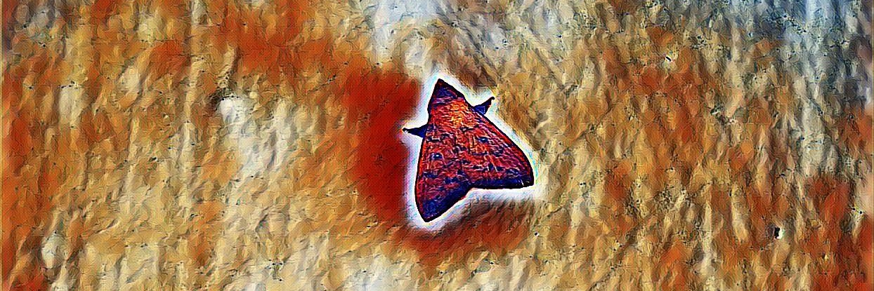 Steve O ⚡️,⚒️,🌌,,☁️,👽ValiFi,❄️,❄️,☘️ banner