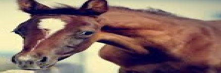 frenulumdeluxe's profile banner image