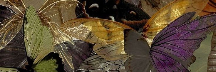 sternrina_'s profile banner image