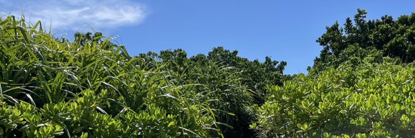 blueyellow81 Profile Banner