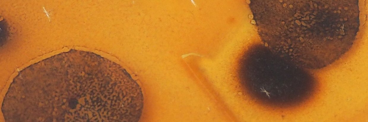 Margalida Pons banner