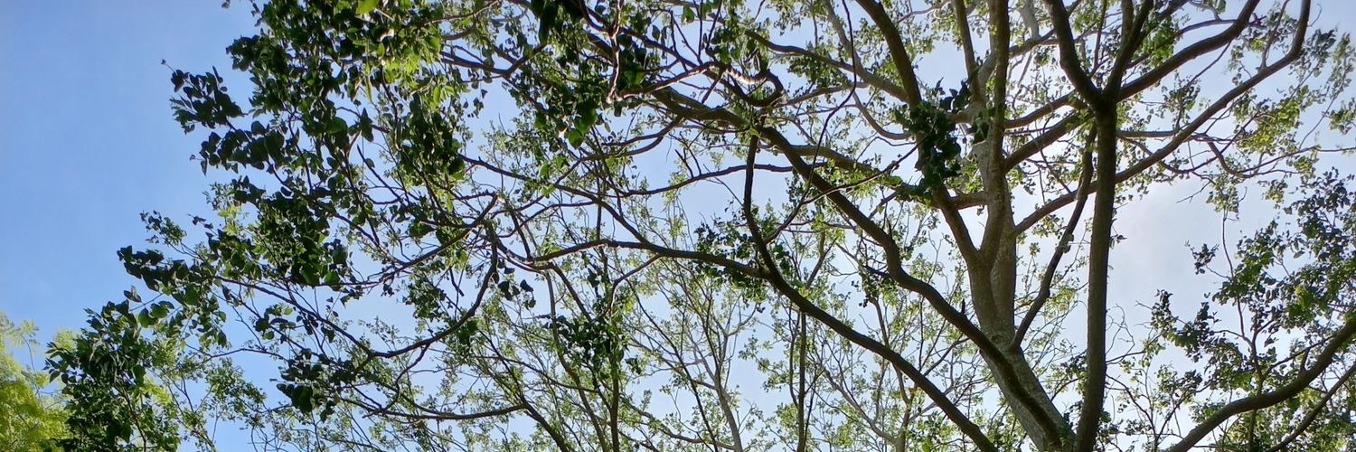 2ce99_'s profile banner image