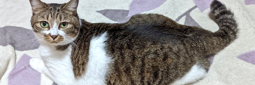 Dalicedoon's profile banner image