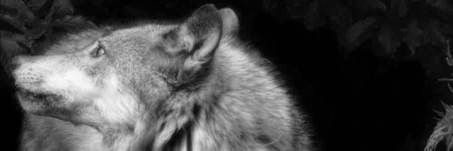 HostileWolfy's profile banner image