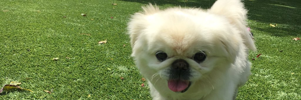 LizzieFoodstein's profile banner image