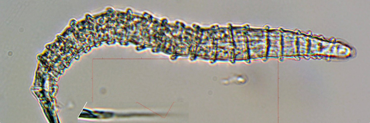 Lawrence Perepolkin banner