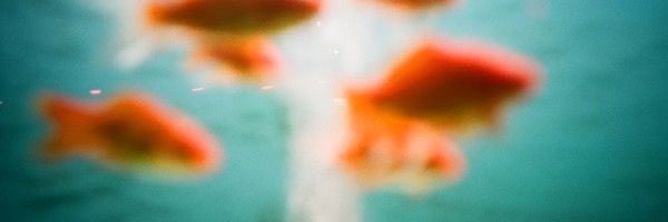 ririnbuta's profile banner image