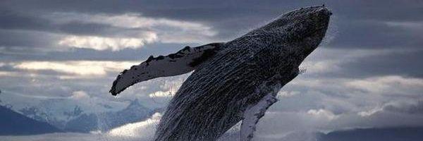 monkolo's profile banner image