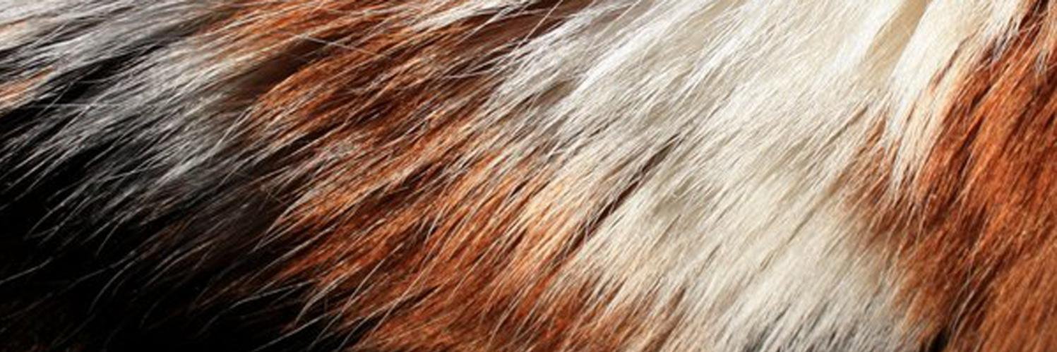 CatchAsCatCan's profile banner image