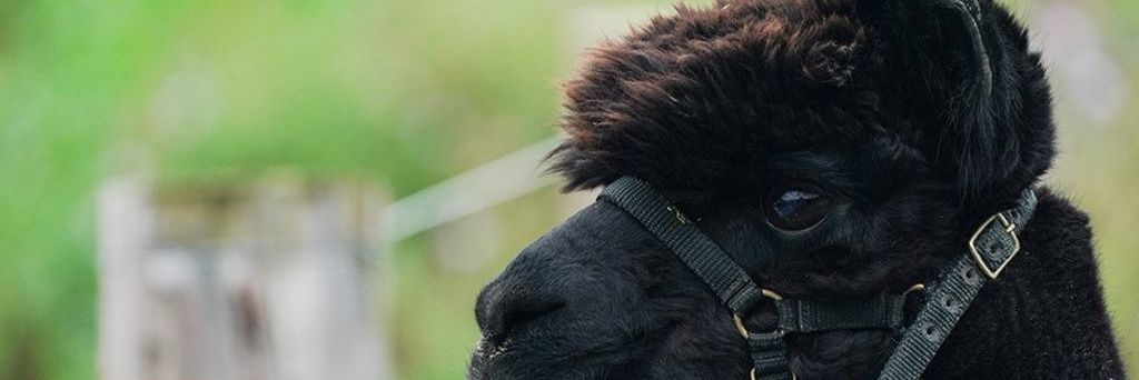 scripted_lyfe's profile banner image
