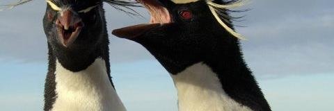 Schimpf_Bot's profile banner image