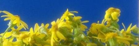 AHAUA1's profile banner image
