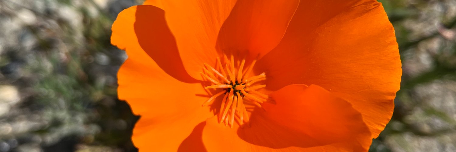 Amelia Ortega, LCSW, TCYM banner