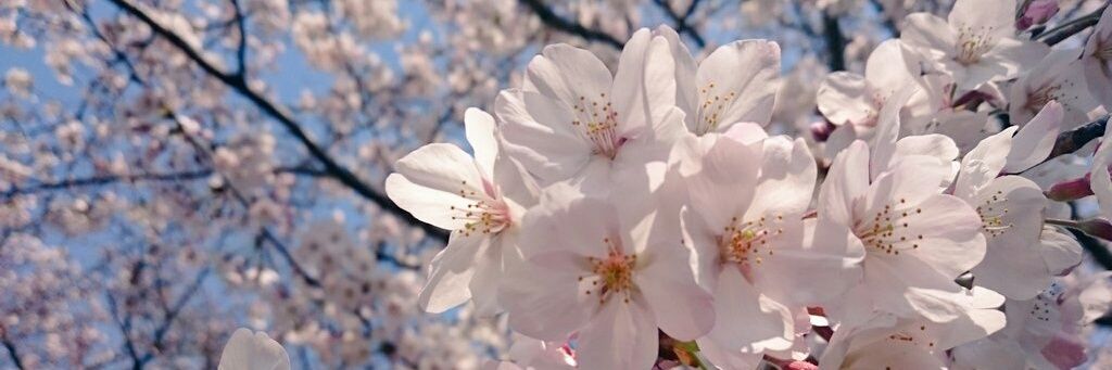 hima_sakura's profile banner image
