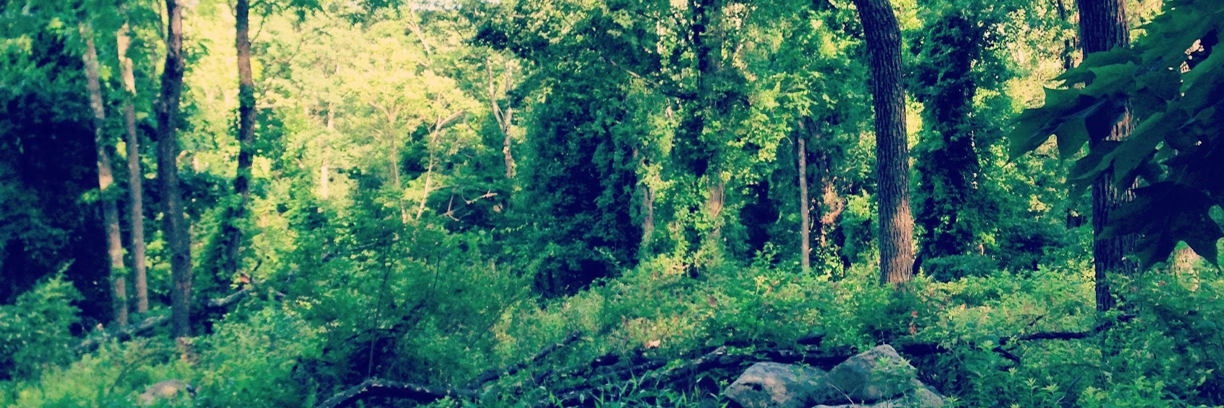 Linquie6's profile banner image