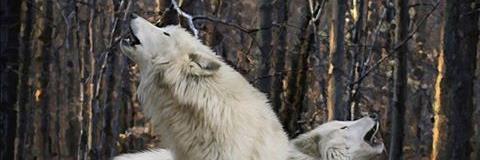 evojon234's profile banner image