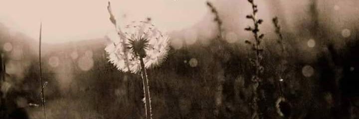 harmony_ary's profile banner image