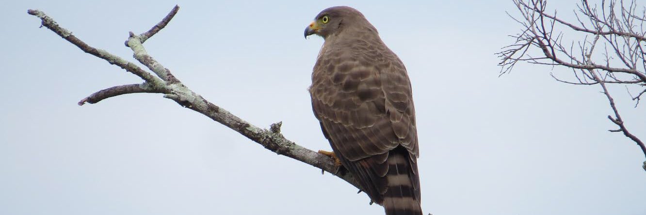 Cinclus__'s profile banner image