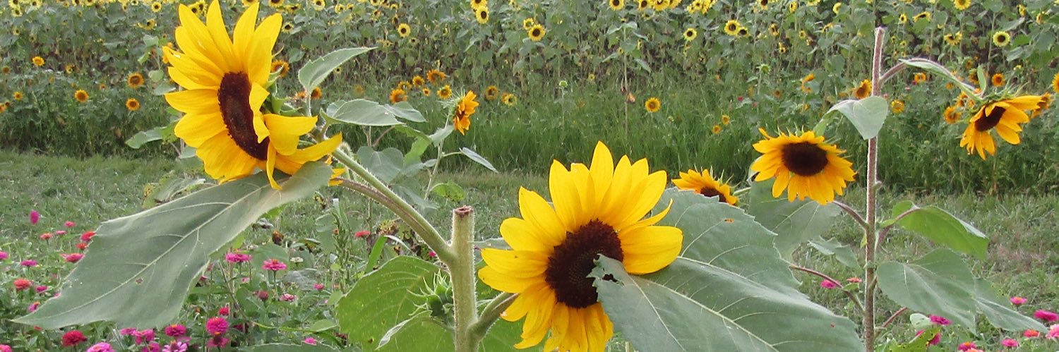 _abby_road's profile banner image
