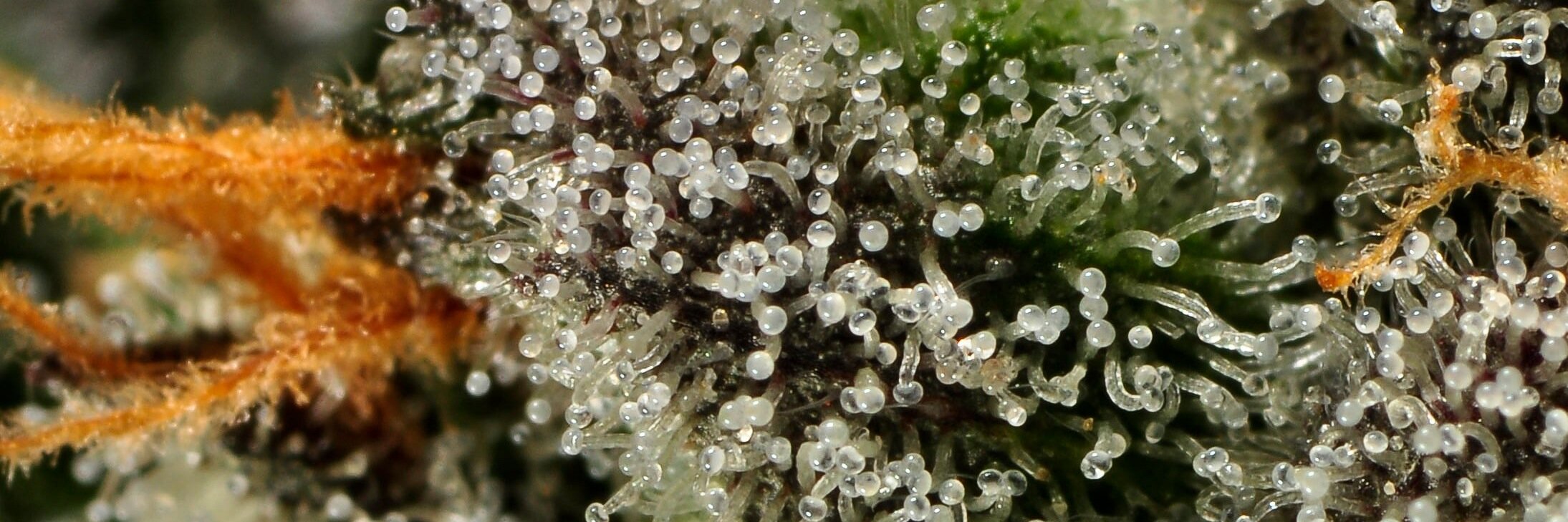Frosted Leaf banner