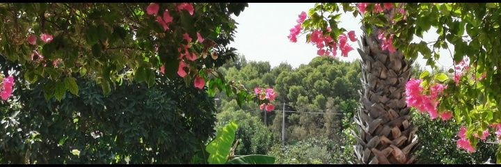 ropinna's profile banner image