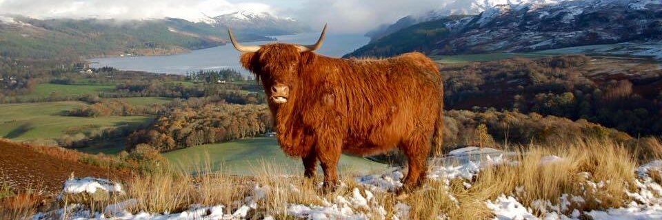 CowHamish's profile banner image