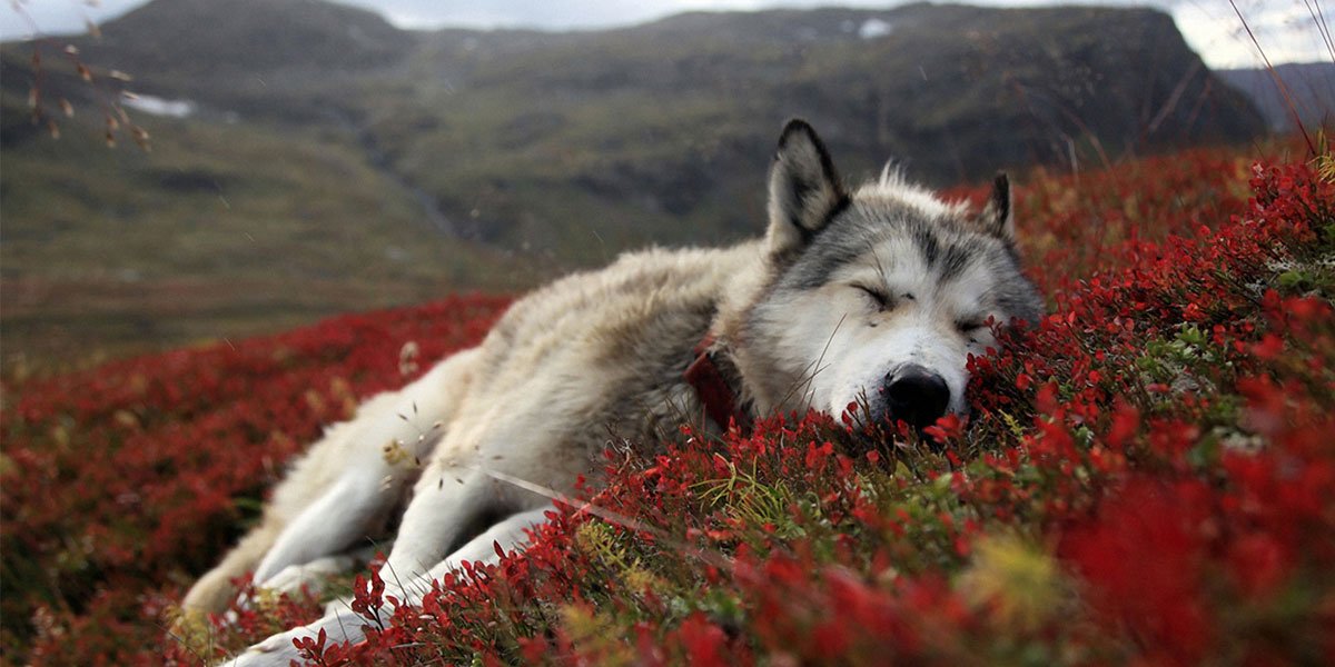 Vail Daily Dogs banner