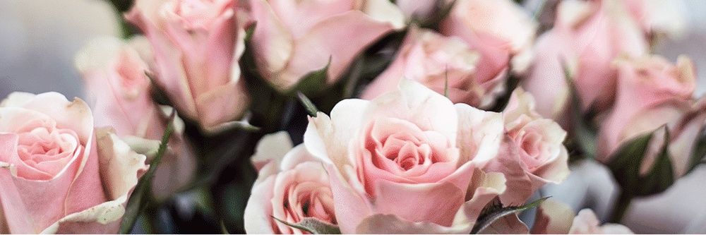M_anneettee's profile banner image