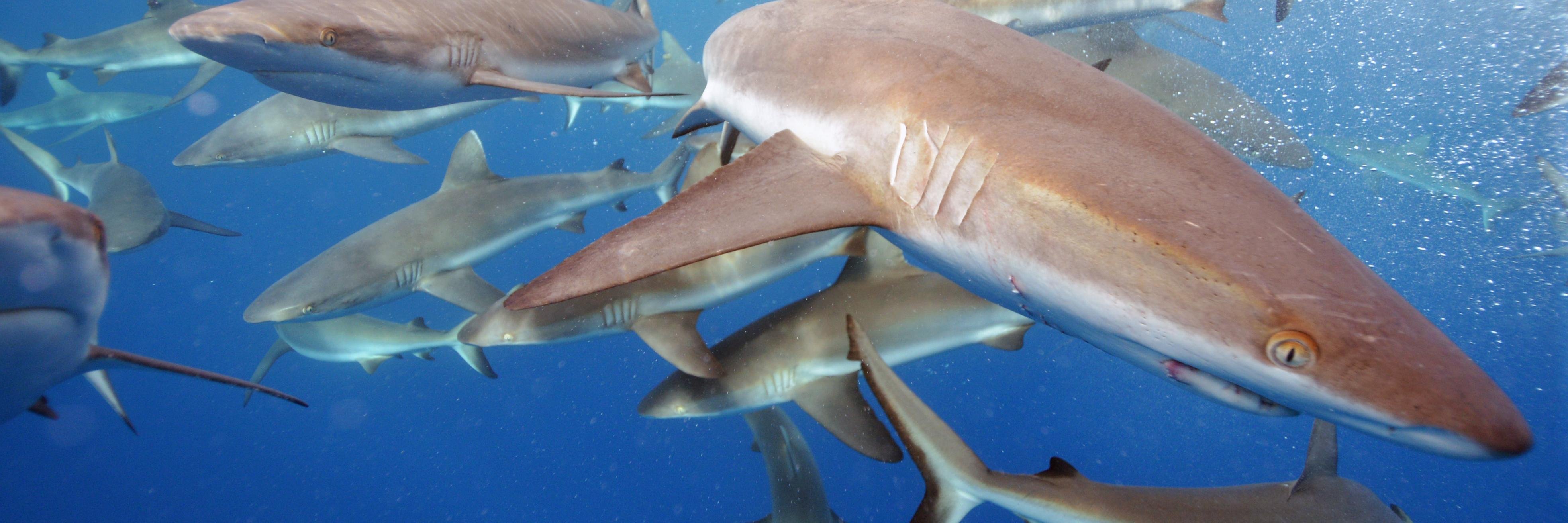 Douglas McCauley banner