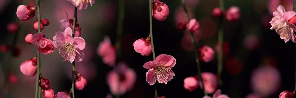 Mar_yami's profile banner image