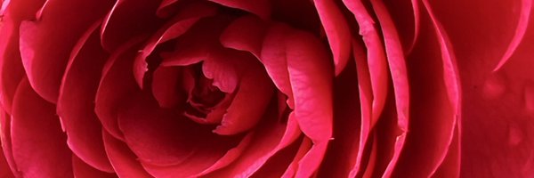 Rosa2Day_ Profile Banner