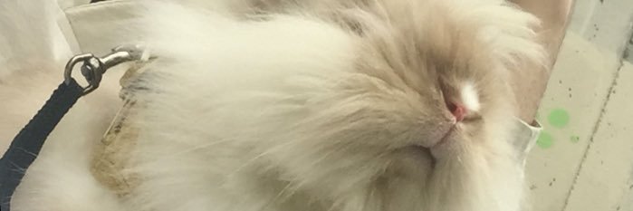 lobitomate's profile banner image