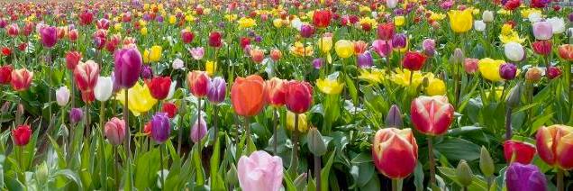 TheFlowerBoxx's profile banner image