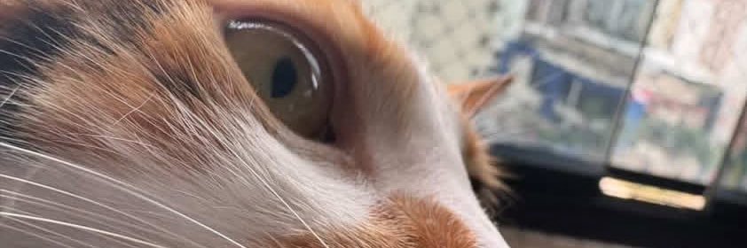 rotadalua's profile banner image