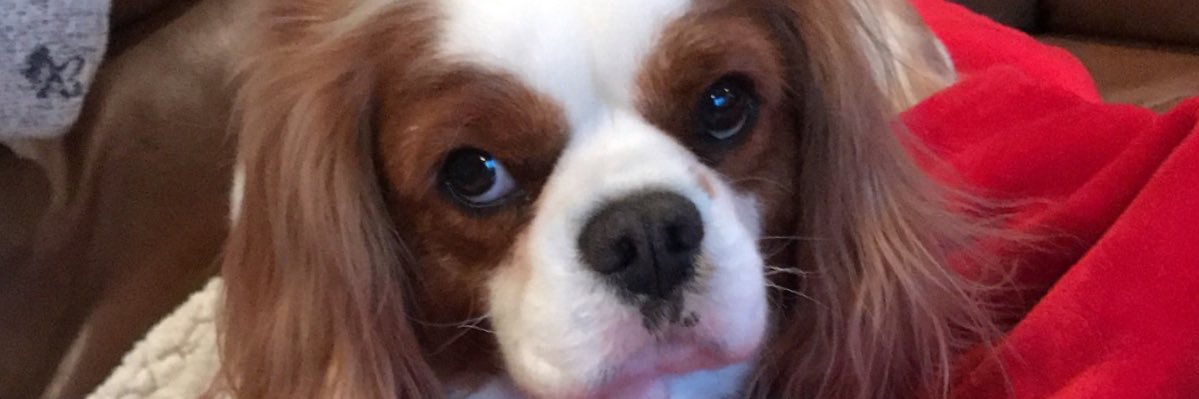 lisaf328's profile banner image