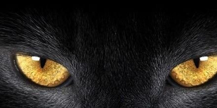 rio_ banner