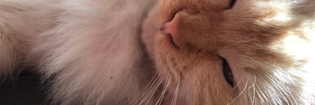 biansantacroce's profile banner image