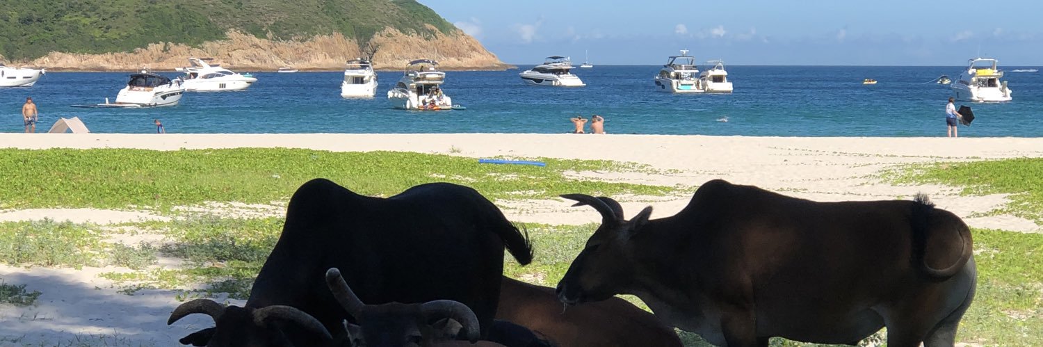 lulufudog's profile banner image