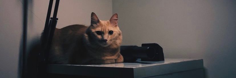 chloemahChelsea's profile banner image